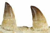 Fossil Mosasaur (Thalassotitan) Jaw Section with Teeth - Morocco #353152-3